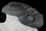 Drotops Trilobite - Excellent Faceted Eyes #76406-3